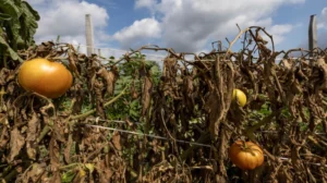 plantas reaccionan a los cambios.jpg