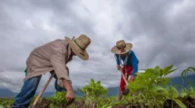 Agricultores trabajando- Políticas públicas