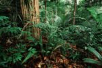 preservación de los bosques tropicales 2026