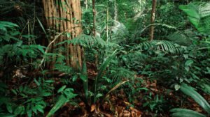 preservación de los bosques tropicales 2026