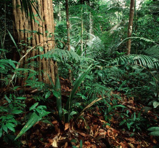 preservación de los bosques tropicales 2026