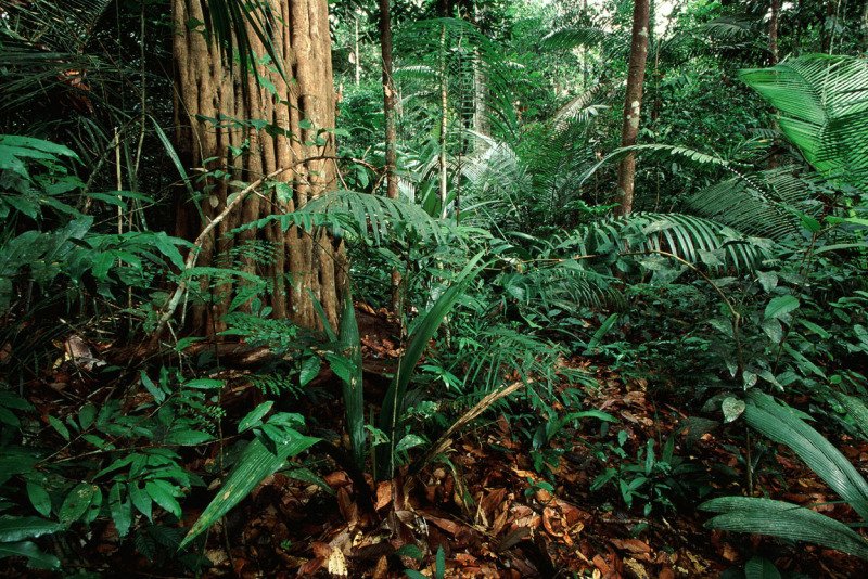 preservación de los bosques tropicales 2026
