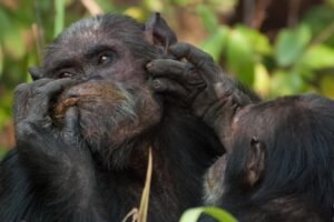primates