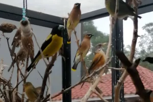 profepa