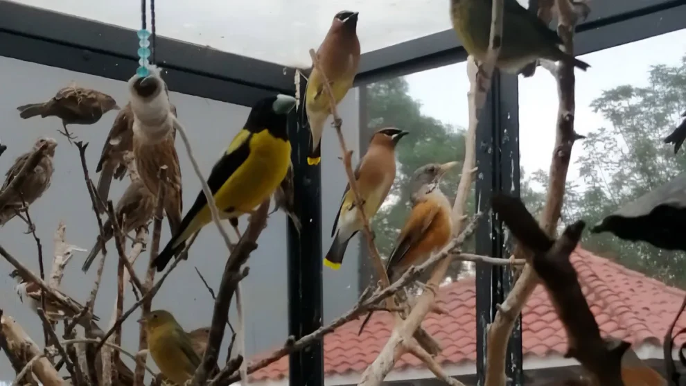 Descubren santuario ilegal de aves silvestres en la condesa: Profepa actúa tras denuncia 10 profepa