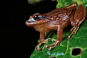 ranas