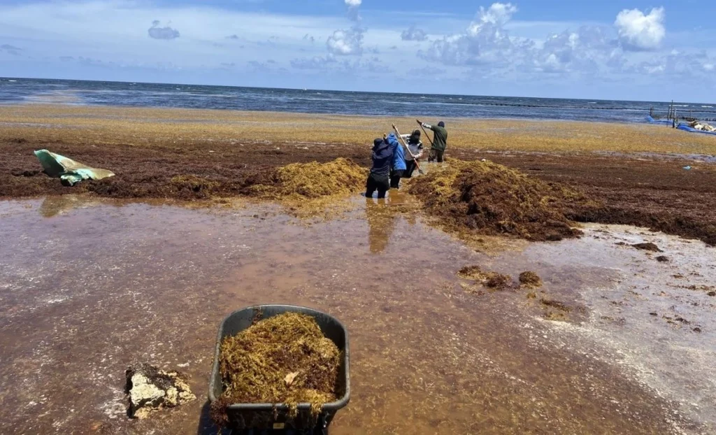 Gobierno federal y estatal coordinan acciones ambientales con enfoque preventivo y sustentable en el Caribe mexicano 10 sargazo