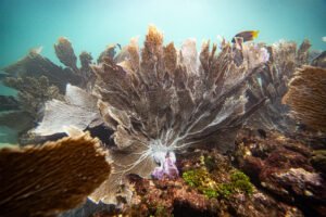 Corales en un arrecife submarino