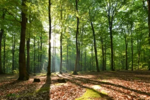 reforestación