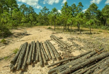 fuerza reside en lo colectivo