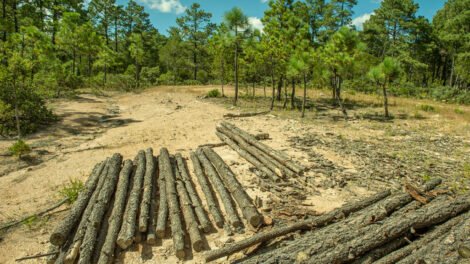 fuerza reside en lo colectivo