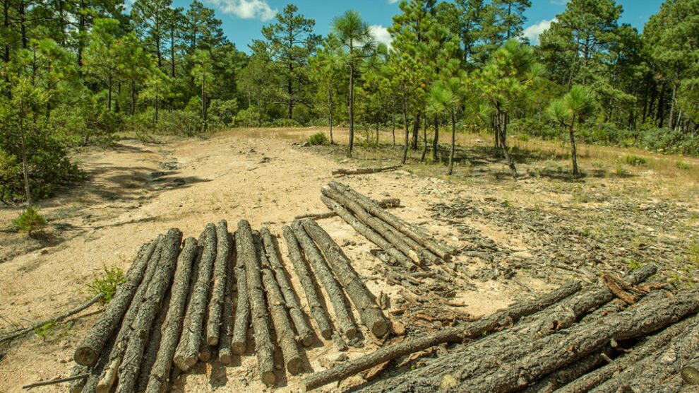 fuerza reside en lo colectivo