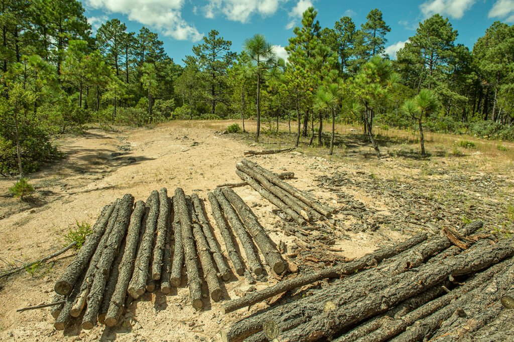 fuerza reside en lo colectivo