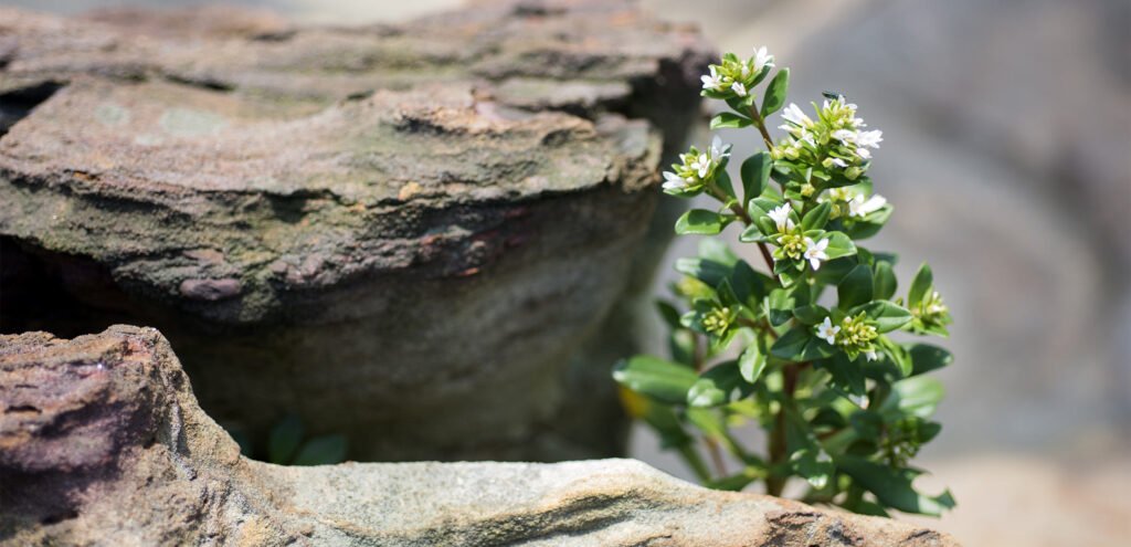 ¿Qué es un ecosistema resiliente? 11 resilienza ecologica 2400x1160