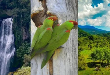 sanación del entorno natural