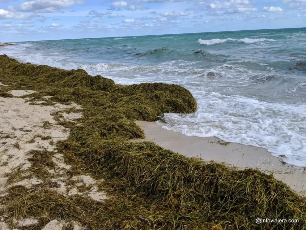 ¡Alerta naranja en el caribe! República Dominicana activa operativo nacional ante invasión de sargazo 10 República Dominicana