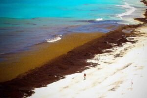 SEMAR recolecta 178 toneladas de sargazo en Quintana Roo