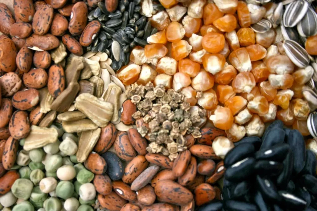 Semillas para el nuevo ciclo: soberanía alimentaria y futuro agrícola en México 10 Semillas para el nuevo ciclo