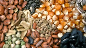 Semillas para el nuevo ciclo