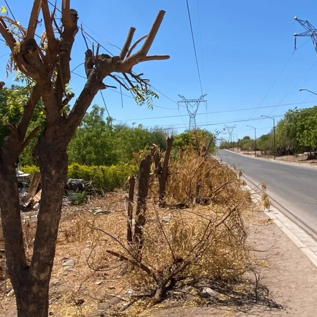 Indignación en Otumba por tala nocturna de árboles mientras el municipio justifica obra vial 10 tala de arboles guamuchil.jpg 375108060