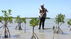 tamaulipas reforesta manglares premia talento 0 21 1200 758