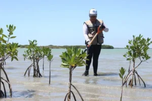 tamaulipas reforesta manglares premia talento 0 21 1200 758