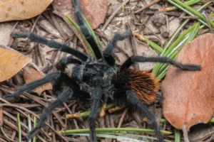 tarántulas
