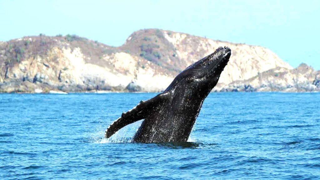 ballena jorobada