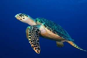 tortugas marinas
