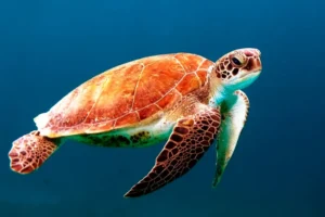 tortugas marinas