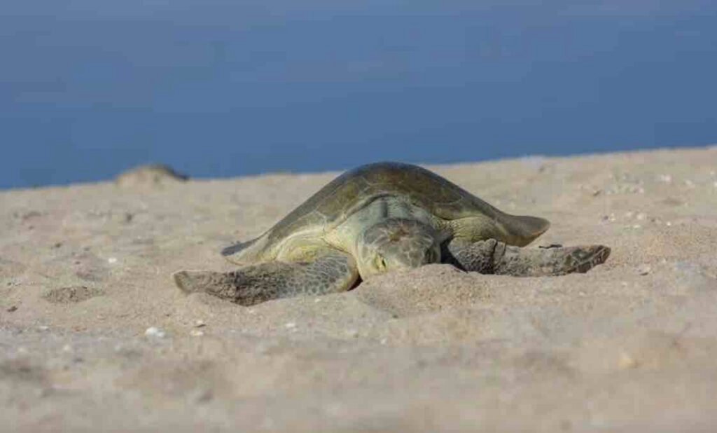 tortugas