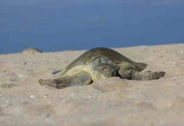 Comenzó la primera anidación de la Tortuga Lora en Tamaulipas 15 tortugas