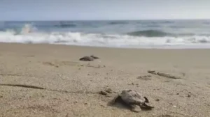 tortugas lora
