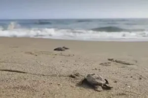 tortugas lora
