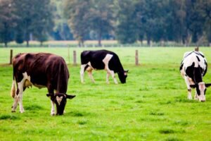 Transformación sustentable