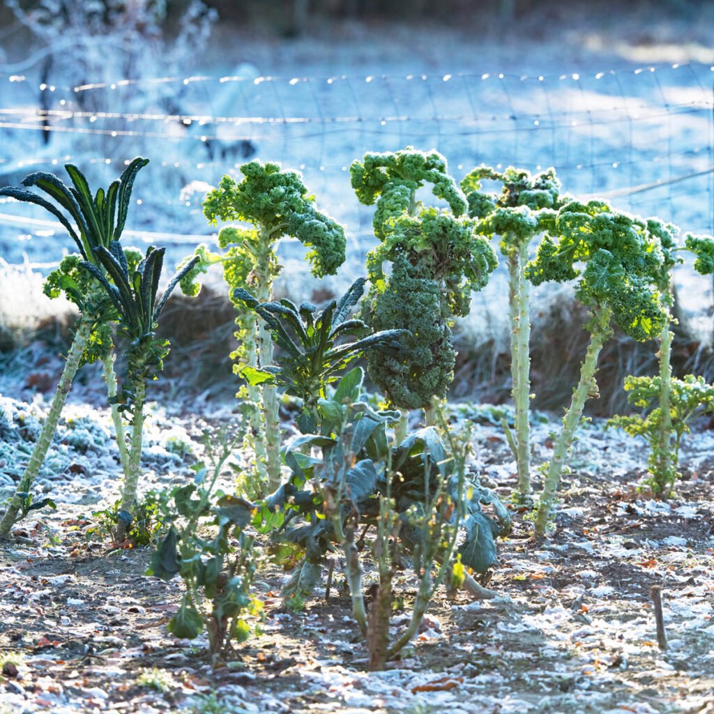 winter vegetable garden