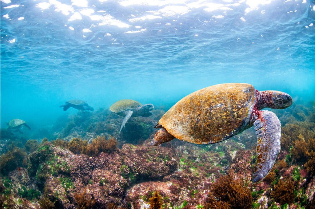 tortuga